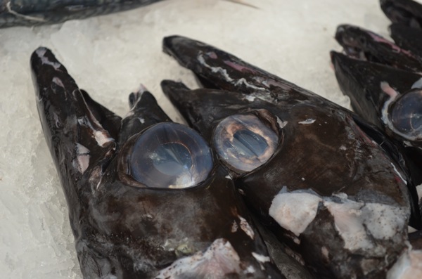 He is not a pretty fish. 