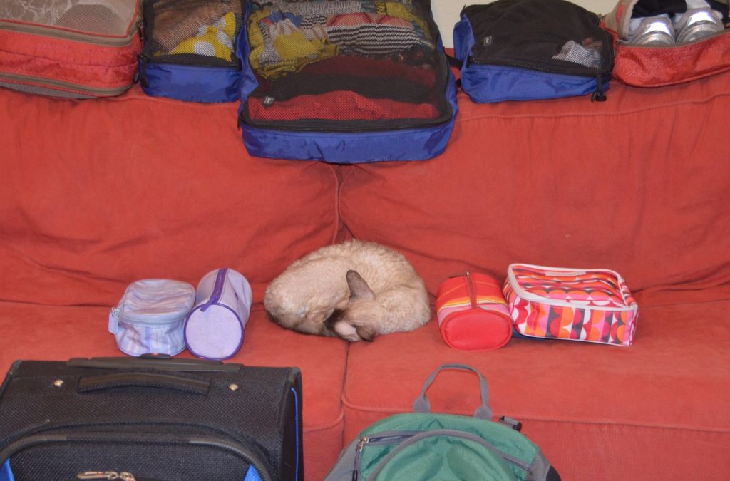 Kitty really does want to come to Portugal