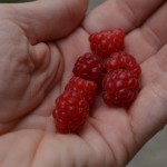 St. Patrick's Day! Here's the mascot.