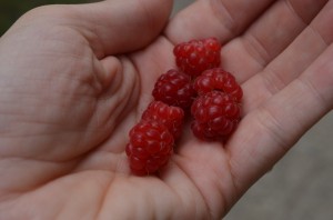 St. Patrick's Day! Here's the mascot.