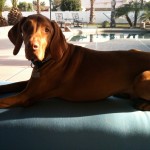 Rooster on the Ottoman