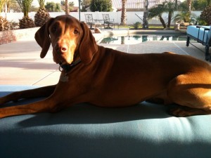 Rooster on the Ottoman