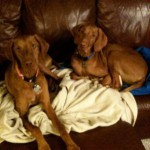 Penny and Rooster on the Couch