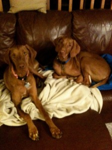 Penny and Rooster on the Couch