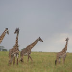 4giraffes