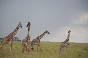 4giraffes