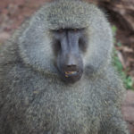 baboon