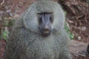 baboon