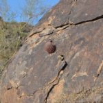 Cactus Springs from Rock