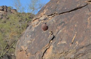 Cactus Springs from Rock