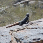 Chuckwalla One