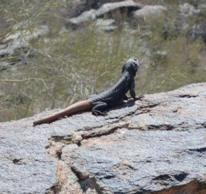 Chuckwalla One
