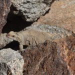 Chuckwalla Too