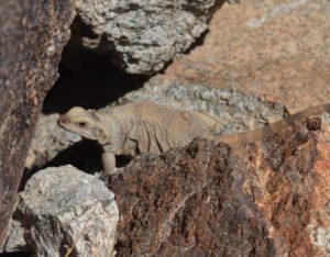 Chuckwalla Too