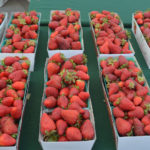 Strawberries at the Marin Farmer's Market