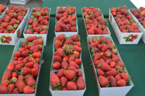Strawberries at the Marin Farmer's Market