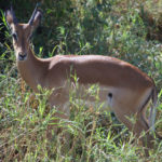 gazelle