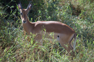 gazelle