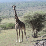 giraffe