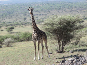 giraffe