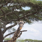 giraffe2
