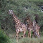 giraffes