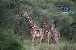 giraffes