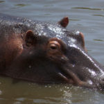hippo