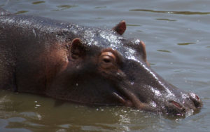hippo