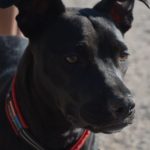 Sweet Velvet before the hike.