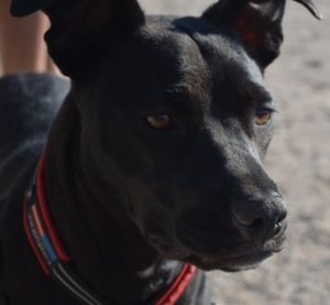 Sweet Velvet before the hike.