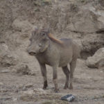warthog