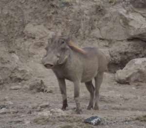 warthog